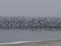 鳥の群れ