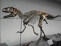 福井県で発見された恐竜