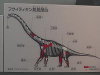 アロサウルス上科の肉食恐竜