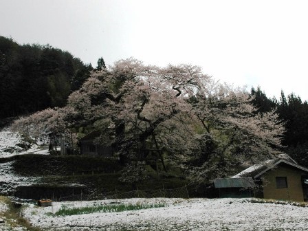 愛宕神社の江戸彼岸桜