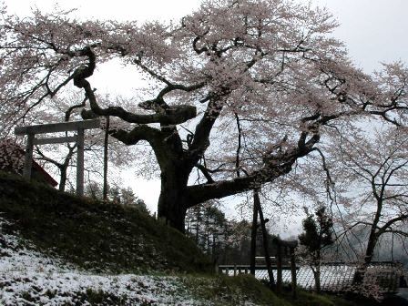愛宕神社の江戸彼岸桜