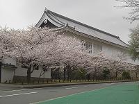 田原市博物館前の桜並木